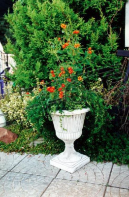Vaso da fiori, contenitore per piante, decorazione, figura, vasi da giardino, vasi.