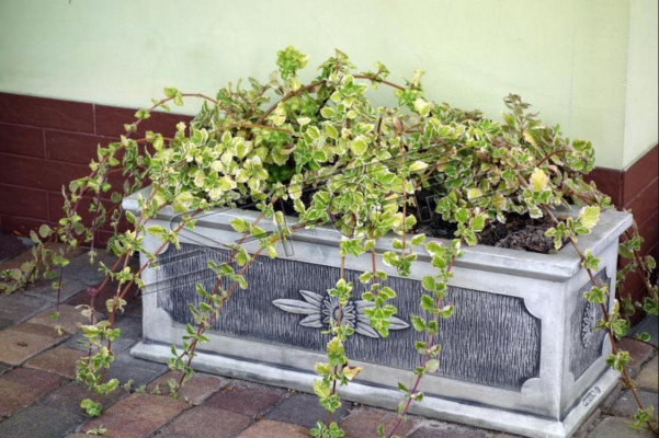 Vaso per piante, vaso da piantare, decorazione, figura naturale, vasi da giardino, vasi per fiori.