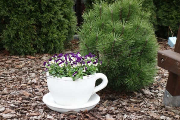 Vaso per piante Secchiello per piante Decorazione naturale Vasi Figure Giardino Vasi per fiori