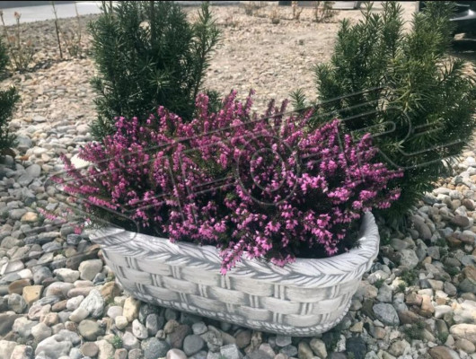 Vasi da fiori decorativi per piante naturali da giardino.