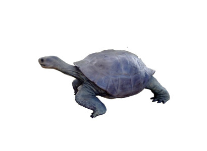 Tartaruga figura decorazione statue scultura giardino deco figure 60x140cm nuovo