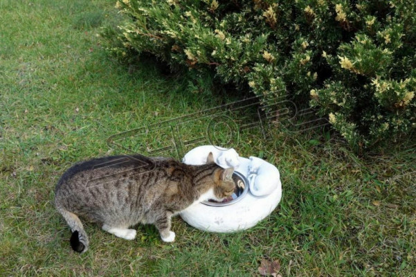 Fontana per gatti contenitore per bere cliente recipiente per acqua.