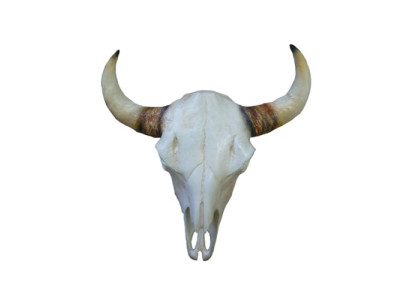 Teschi di toro Testa di toro Sculture murali Altezza 64 cm Decorazione Statuetta Scheletro Teschio