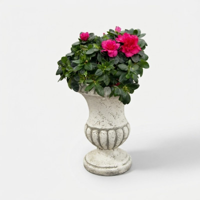 Vaso di fiori naturale, contenitore per piante, decorazione, figura, vasi da giardino, vasi