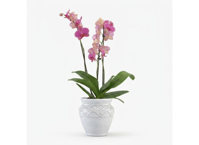 Cestino di fiori, figure, fiori, vaso, statua, recipiente, giardino, terrazza, decorazione.