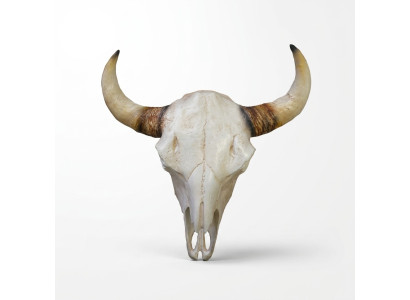 Teschi di toro Testa di toro Sculture murali Altezza 64 cm Decorazione Statuetta Scheletro Teschio